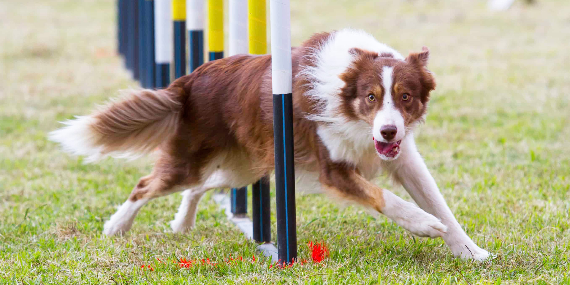 How To Prepare For A Charity Dog-Friendly Physical Activity?